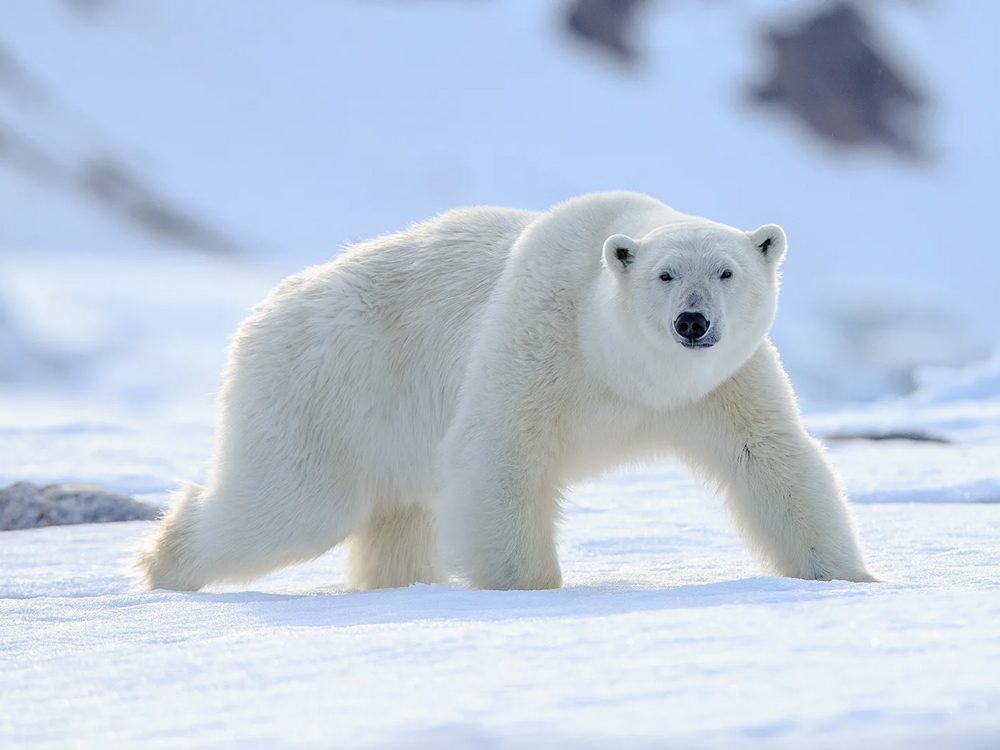 Mystery Science Lesson 3 Polar Bears