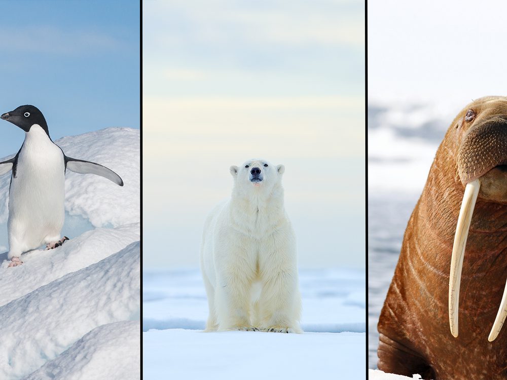 Mystery Science Lesson 4 Polar Bears